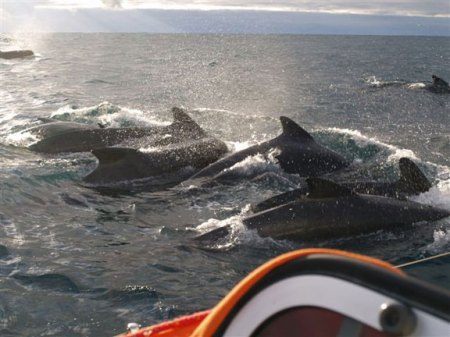 North2007PilotWhales