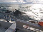 North2007PilotWhales2
