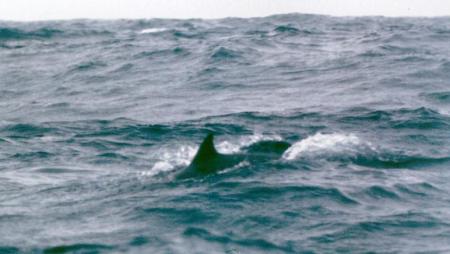 20090727_AZ0114_MikeSpring 20090727_AZ0114_MikeSpring