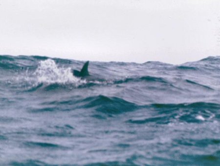 20090727_AZ0116_MikeSpring 20090727_AZ0116_MikeSpring