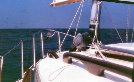 20090727_AZ0128_MikeSpring 20090727_AZ0128_MikeSpring