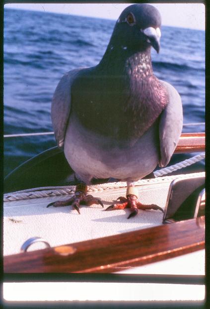 20090727_AZ0130_MikeSpring 20090727_AZ0130_MikeSpring