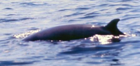 20090727_AZ0131_MikeSpring 20090727_AZ0131_MikeSpring