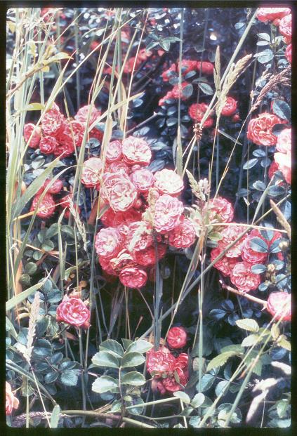 20090727_AZ0321_MikeSpring 20090727_AZ0321_MikeSpring