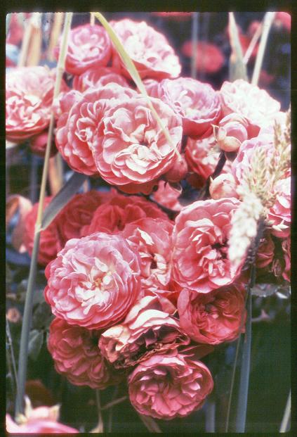 20090727_AZ0327_MikeSpring 20090727_AZ0327_MikeSpring