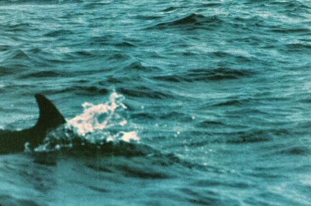 20090727_AZ0404_MikeSpring 20090727_AZ0404_MikeSpring