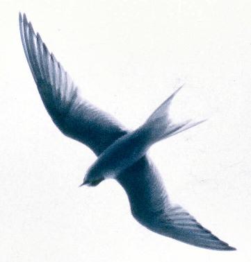 20090727_AZ0416_MikeSpring 20090727_AZ0416_MikeSpring