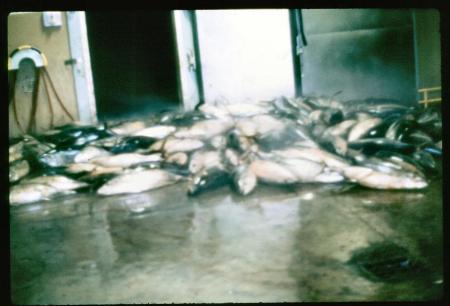 20090727_AZ0430_MikeSpring 20090727_AZ0430_MikeSpring